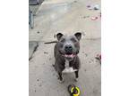 Adopt Gunner a Gray/Blue/Silver/Salt & Pepper Mixed Breed (Large) / Mixed dog in