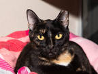 Adopt Snickers a All Black Domestic Shorthair / Domestic Shorthair / Mixed cat