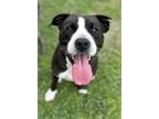 Adopt Cheeto a Black American Pit Bull Terrier / Mixed dog in Gulfport