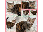 Adopt Grace a Brown Tabby Domestic Shorthair / Mixed Breed (Medium) / Mixed