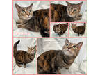 Adopt Grace a Brown or Chocolate Domestic Shorthair / Domestic Shorthair / Mixed