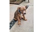 Adopt Wrinkles a Brown/Chocolate Mixed Breed (Small) / Mixed Breed (Medium) /