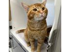 Adopt Sherbert a Orange or Red Domestic Shorthair / Domestic Shorthair / Mixed