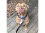 Adopt Pop a Brindle American Pit Bull Terrier / Mixed Breed (Medium) / Mixed