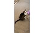 Adopt Bella a Brown Tabby Tabby / Mixed (medium coat) cat in Bayonne