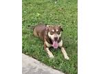 Adopt Sadie a Brown/Chocolate American Pit Bull Terrier / Mixed dog in Euless