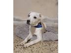 Adopt Noviembre a White Labrador Retriever / Mixed dog in Harrison