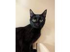 Adopt Starburst a All Black Domestic Mediumhair / Mixed (medium coat) cat in
