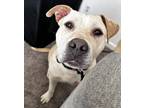 Adopt Maya a Tan/Yellow/Fawn - with White American Pit Bull Terrier / Mixed dog
