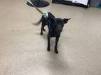 Adopt Flaco a Black Mixed Breed (Small) / Mixed dog in Fort Worth, TX (41363261)