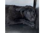 Adopt Huey a Black Labrador Retriever / Mixed Breed (Medium) / Mixed (short