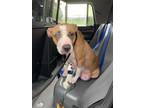 Adopt Rainbow Brite a Tan/Yellow/Fawn American Pit Bull Terrier / Mixed dog in