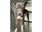 Adopt Paula a Black American Pit Bull Terrier / Mixed dog in Fort Worth