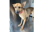 Adopt Sarah a Brown/Chocolate German Shepherd Dog / Mixed dog in Fort Worth
