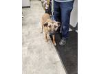 Adopt Maverick a Brown/Chocolate German Shepherd Dog / Mixed dog in Danville