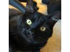 Adopt Maya a All Black Domestic Shorthair (short coat) cat in Irvine
