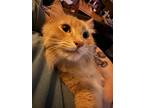 Adopt Cider a Tan or Fawn Tabby Domestic Mediumhair / Mixed (medium coat) cat in