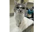 Adopt Camille a Gray or Blue Domestic Shorthair / Mixed Breed (Medium) / Mixed