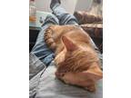 Adopt Tiger a Orange or Red American Shorthair / Mixed (short coat) cat in