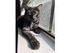 Adopt Salem a Black (Mostly) Domestic Mediumhair / Mixed (medium coat) cat in