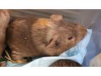 Adopt Ferb a Guinea Pig small animal in Brooklyn, NY (41323029)