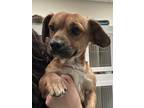 Adopt Ithaca a Tan/Yellow/Fawn Mixed Breed (Small) / Mixed dog in Rio Rancho