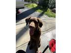 Adopt Geno a Brown/Chocolate Chesapeake Bay Retriever / Mixed dog in