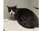 Adopt Poppy a Domestic Shorthair / Mixed cat in Pomona, CA (41363229)