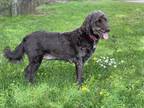 Adopt Basil a Brown/Chocolate Labradoodle / Mixed dog in Sandy, OR (41363227)