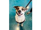 Adopt Hoss Dean a White - with Brown or Chocolate Labrador Retriever / Mixed