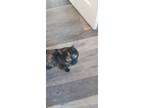Adopt Alice and Tinkerbell a Tortoiseshell Domestic Shorthair / Mixed (short