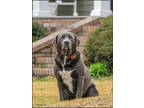 Adopt Max a Gray/Blue/Silver/Salt & Pepper Labrador Retriever / Mixed dog in New