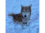 Adopt Cheyanne a Red/Golden/Orange/Chestnut - with White Husky / Mixed dog in