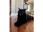 Adopt Bubbie a All Black British Shorthair / Mixed (short coat) cat in Lakewood