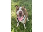 Adopt Mikey a American Staffordshire Terrier / Mixed dog in Tulare