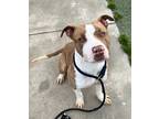 Adopt Mikey a American Staffordshire Terrier / Mixed dog in Tulare