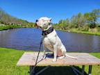 Adopt Esco a White Dogo Argentino / Mixed dog in Nanuet, NY (41363162)