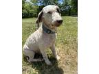 Adopt Jack a White - with Brown or Chocolate Poodle (Standard) / Mixed dog in