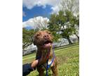 Adopt Olive a Brown/Chocolate American Pit Bull Terrier / Mixed Breed (Medium) /