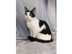 Adopt Mystic a All Black Domestic Shorthair / Domestic Shorthair / Mixed cat in