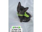 Adopt FELIX a Black & White or Tuxedo Domestic Shorthair (short coat) cat in