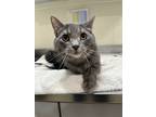 Adopt Oil Can a Gray or Blue Domestic Shorthair / Domestic Shorthair / Mixed cat