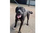 Adopt Barnes a Black Pit Bull Terrier / Mixed dog in Madison, GA (41362923)