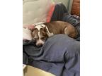 Adopt Muddy a Brown/Chocolate - with White Pit Bull Terrier / Mixed dog in