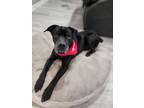 Adopt Doyle a Black Shepherd (Unknown Type) / Mixed dog in Greenwood