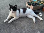 Adopt Thomas a Black & White or Tuxedo Domestic Shorthair / Mixed (short coat)