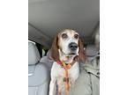 Adopt Sallie a Tricolor (Tan/Brown & Black & White) Coonhound / Mixed dog in