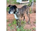 Adopt River a Brindle Boxer / Mixed dog in Madison, GA (41362785)