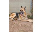 Adopt Poco a Tricolor (Tan/Brown & Black & White) German Shepherd Dog / Mixed