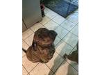 Adopt Daisy a Brindle Great Dane / Plott Hound / Mixed dog in Dunnellon